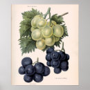 Recherche de vigne posters Pour lui