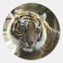 Recherche de chat bengale autocollants Tigre du bengale