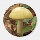 Recherche de de champignon magnets Pour tous