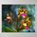 Recherche de orchidée de cattleya posters Nature
