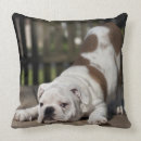 Recherche de anglais s coussins Animaux domestiques