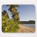 Recherche de les seychelles tapis souris Palmier