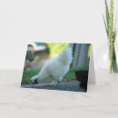 Recherche de désespéré vœux cartes Animal