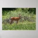 Recherche de faon photographie Animaux