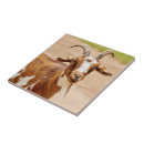Recherche de chèvre carreaux Animal