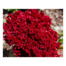 Recherche de corail photographie Fleur
