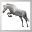 Recherche de poulain art Poney