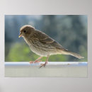 Recherche de finches posters Vert