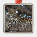 Recherche de kenya ornements Animal