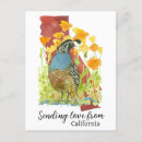 Recherche de caille cartes postales Oiseau