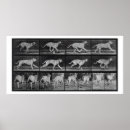 Recherche de muybridge posters Eadweard