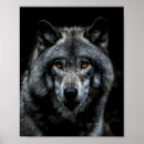 Recherche de loups sauvages posters Pour lui