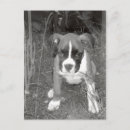 Recherche de boxeur cartes postales Amusant