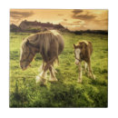 Recherche de poulain carreaux Animal