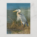 Recherche de heron cartes postales Oiseaux