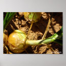 Recherche de oignon posters Nourriture