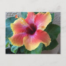 Recherche de hibiscus cartes postales Mignon