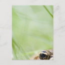 Recherche de lames cartes postales Vert