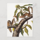 Recherche de zoologique cartes postales Faune