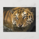 Recherche de yeux de tigre cartes postales Animal