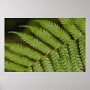 Recherche de détaillé posters Plante