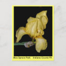 Recherche de iris jaune cartes postales Jardin