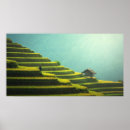 Recherche de riz posters Vert