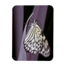 Recherche de cerf volant magnets Animal