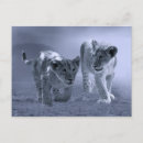 Recherche de jeux cartes postales Animaux