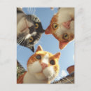 Recherche de chat curieux posters Chats mignons