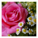 Recherche de marguerites blanches posters Pour elle