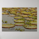 Recherche de pantanal posters Amérique du sud