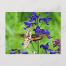 Recherche de delphinium cartes postales Papillon