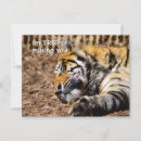 Recherche de tigres mignons cartes postales Doux
