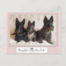 Recherche de scottish terrier cartes postales Animaux