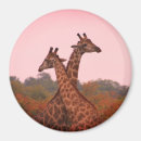 Recherche de taureaux magnets Afrique