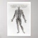 Recherche de andreas vesalius posters Anatomie
