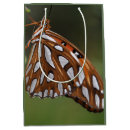 Recherche de vanille photographie Papillon