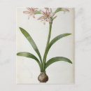 Recherche de fleurs 19ème cartes postales Illustration