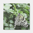 Recherche de cerfs volants volants magnets Nature
