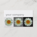 Recherche de marguerite blanche cartes visite Fleurs