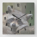 Recherche de raton laveur horloges Animal