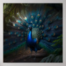 Recherche de beau paon posters Animaux