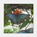 Recherche de papillon bleu magnets Toute personne