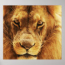Recherche de visage lion posters Nature