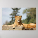 Recherche de fierté de chat posters Chats