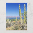 Recherche de californie sud cartes postales Désert