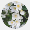 Recherche de fleurs de jasmin autocollants Jasmine