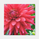 Recherche de dahlia rouge magnets Jardin