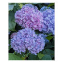 Recherche de hortensias posters Pour tous